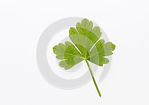A leaf of parsley on a white background. Isolated from background. Fresh herbs. Picture on a white background with room for text.