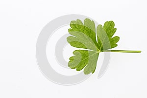 A leaf of parsley on a white background. Isolated from background. Fresh herbs. Picture on a white background with room for text.