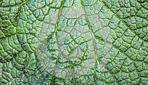 Leaf pattern Background in green color