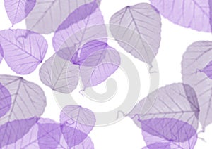 Leaf pattern background - purple photo