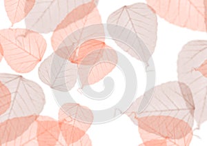 Leaf pattern background - red photo
