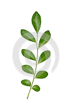 Leaf pattern display of orange jasmine, Murraya paniculata