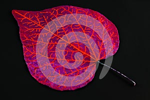 Leaf with pattern drawn on it.