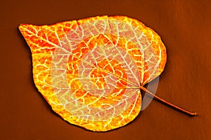 Leaf with pattern drawn on it.