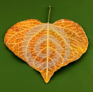Leaf with pattern drawn on it.