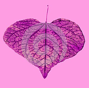 Leaf with pattern drawn on it.