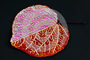 Leaf with pattern drawn on it.