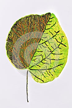 Leaf with pattern drawn on it.