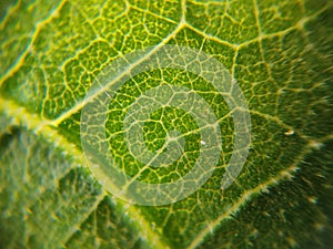 Leaf pattern macroscopic photo
