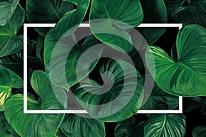 Leaf pattern nature frame layout of heart shaped green leaves Homalomena tropical foliage plant on dark background with white