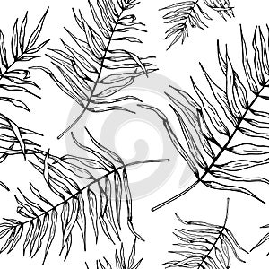 Leaf pattern. Seamless vector backdrop. Hand drawn tropical palm leaves on white background. Sketch style. Black on