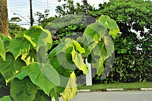 The leaf of Paulownia elongata in the garden