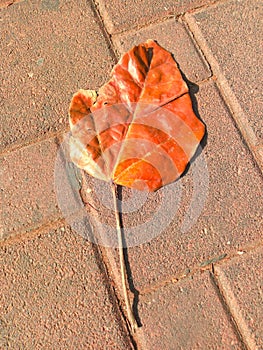 Leaf on pavement