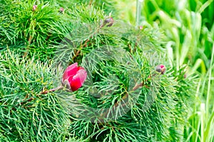 Leaf peony , Paeonia tenuifolia L