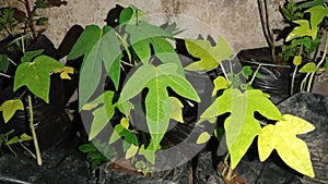 Leaf pepaya