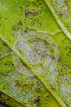 Powdery mildew of pepper