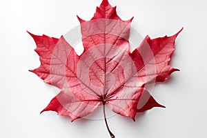 Leaf perfection Red maple leaf elegantly displayed on a white surface