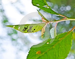 Leaf pests (Aphidina).