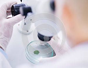 Leaf in petri dish, microscope and scientist with analysis, liquid solution and environment science with medical