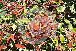 leaf of Photinia Ã— fraseri