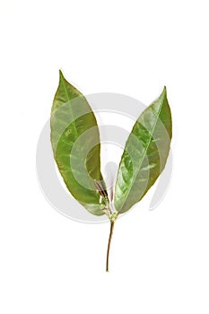 Leaf Picara white background in studio