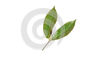 Leaf Picara white background in studio