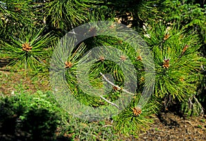 Leaf of Pinus flexilis, the limber pine