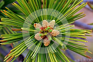 Leaf of Pinus flexilis, the limber pine