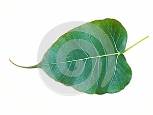 Leaf of pipal or bodhi tree. photo