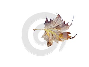 Leaf of plane tree isolated for background