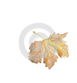 Leaf of plane tree isolated for background