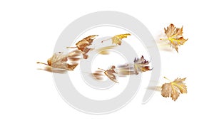 Leaf of plane tree wind  isolated for  autumn  background