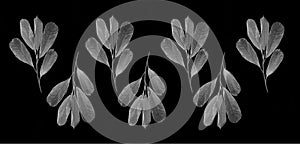 Black and white Leaf