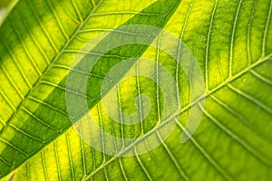 Leaf of a plant