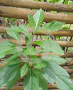 leaf plant afrika