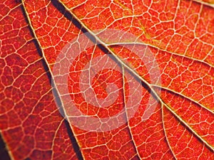 Leaf of a plant in autumn close up. Saturated red color. Abstract background or wallpaper