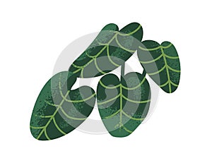 Leaf plant. Big green leaves. Exotic tropical greenery. Natural foliage, botanical decoration. Fresh organic flora