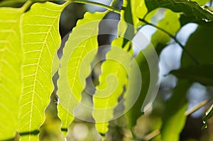 Leaf of plant in Chiangmai