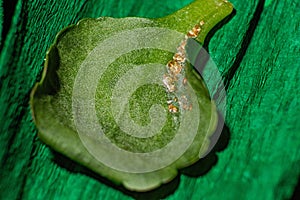 Leaf of a plant damaged by a disease on green paper