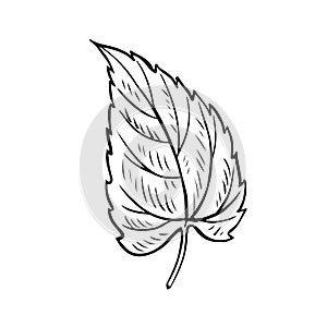 A leaf of a plant, a graphic vector black-and-white illustration drawn by hand. For the design of a greeting card or photo