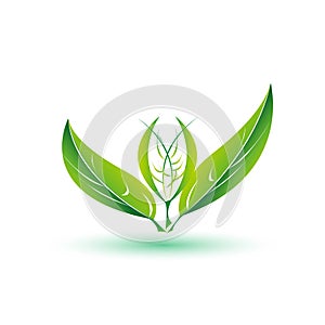 Leaf, plant, logo, ecology, people, wellness, green, leaves nature symbol icon  vector designs