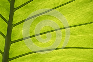 The leaf of the plant photographed at the lumen.
