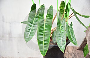 Leaf of plants Philodendron billietiae variegated