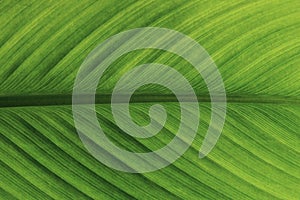 Leaf plants texture detail