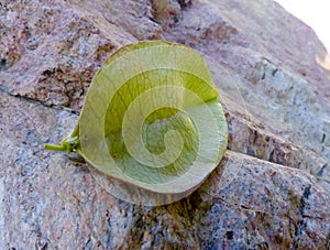 Leaf Pod that Looks Like Lips