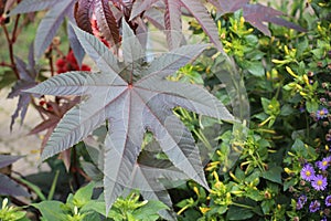 Leaf of the poisonous castorbean (Ricinus communis)