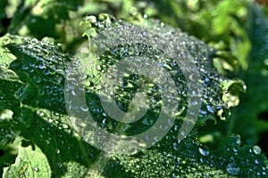Leaf of poppy (Papaver Somniferum) with drops of water