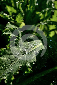 Leaf of poppy (Papaver Somniferum) with sunlit drops of water