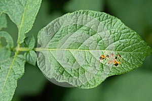 Leaf of potato plant with eggs of Colorado beetle Leptinotarsa decemlineata visible through holes.