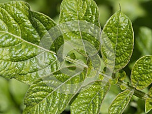 Leaf of potato plant, Solanum tuberosum, detail